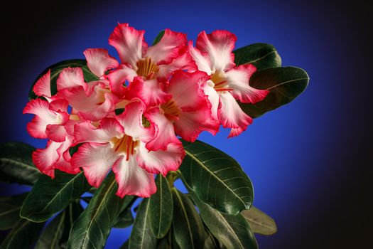 Pink Flower, Adenium obesum tree, Desert Rose, Impala Lily on the dark blue background. There is free space for text, it can be used as a greeting card