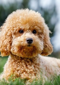 A close-up portrait of a small peach colour sympathetic poodle.