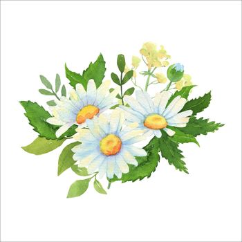 Watercolor floral bouquet with daisies. Illustration with flowers and green leaves for wedding greetings and cards isolated on white