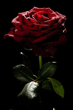 Blooming red rose bud in water drops on a black background, use as background, wallpaper, greeting card