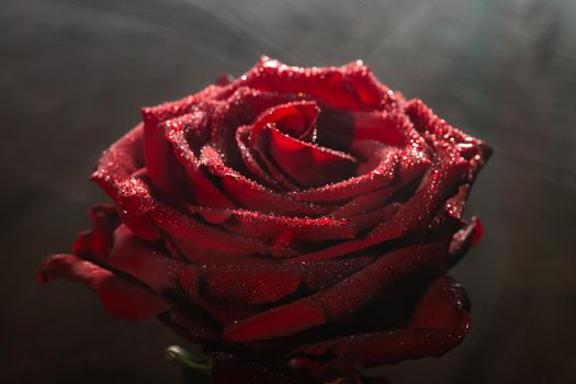 Blooming red rose bud in water drops and mist close-up on a black background, use as background, wallpaper, greeting card