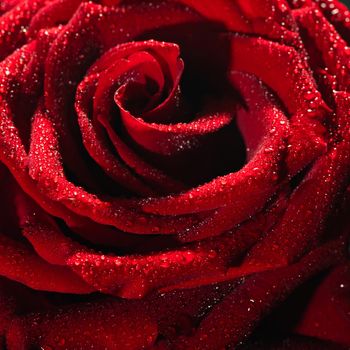 Blooming red rose bud in water drops close-up on a black background, use as background, wallpaper, greeting card