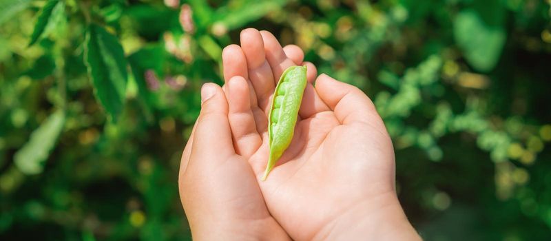 Top view of pen pod of pea in hands of a child in the garden in summer.