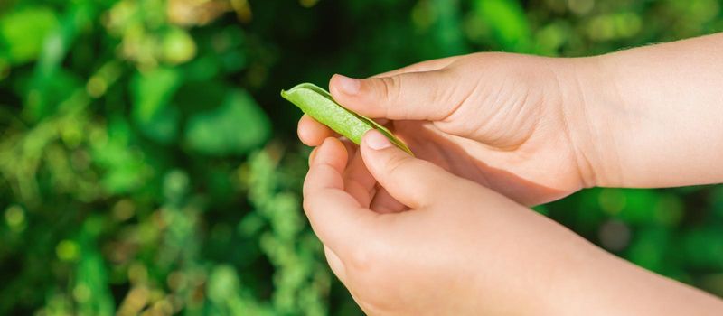 Open pod of pea in hands of a child in the garden in summer.