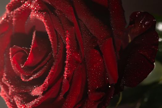 Blooming red rose bud in water drops and mist close-up on a black background, use as background, wallpaper, greeting card