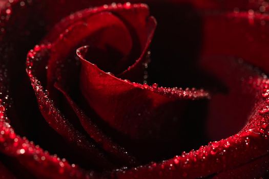 Blooming red rose bud in water drops close-up on a black background, use as background, wallpaper, greeting card