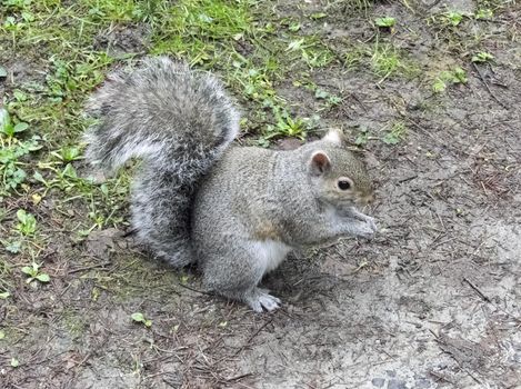 Eastern gray squirrel on the ground seeking for a food.
