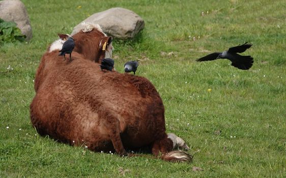 A lying red-haired cow that subdued allows western jackdaws to pull out hairs for nest building. Three birds are sitting on its back, a fourth one arrives.