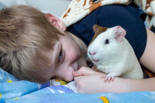 A boy with his guinea pig. A boy hugs a guinea pig. A child plays with the pet at home. Pet care.