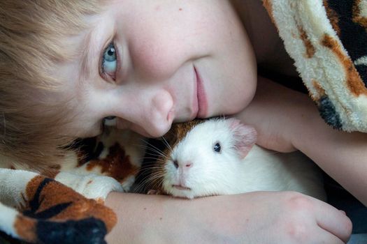 A boy with his guinea pig. A boy hugs a guinea pig. A child plays with the pet at home. Pet care.