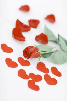 romantic concept . red rose on white background.