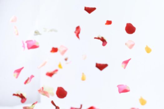 blurred image of pink petals on white background.photo with place for text.