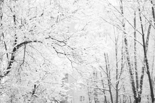 winter.brown bare tree trunk with lots of curly beautiful long branches covered with frost