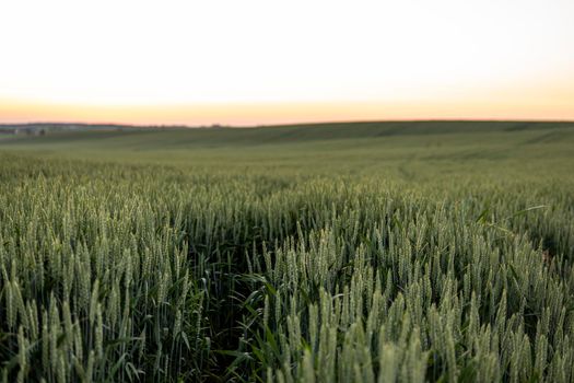 Young green wheat growing in agricultural field. Unripe cereals. The concept of agriculture, organic food.