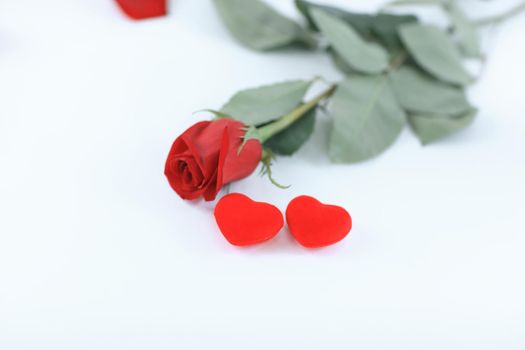 rose and two red hearts on white background.concept of love.