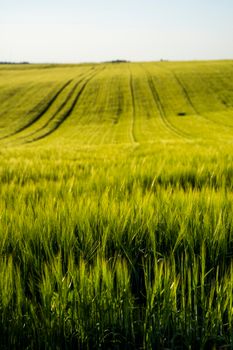 Landskape of an agricultural field with a green barley. Nature. Agricultural proces of growing cerals