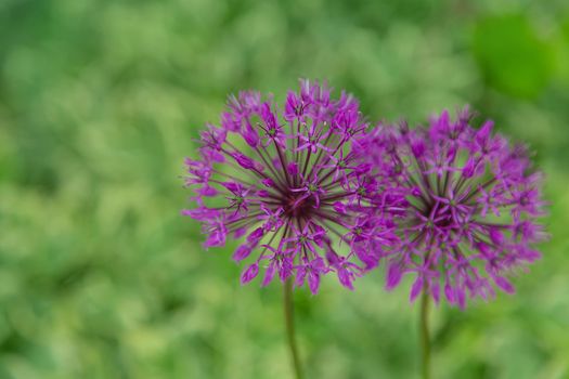 Decorative onion blooms in the garden. Selective focus. Nature.