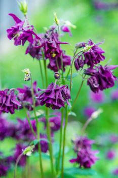 Aquilegia blooms in the garden. Selective focus. Nature.