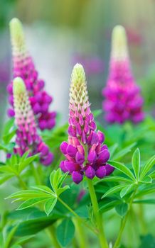 Lupine blooms in the garden. Selective focus. Nature.