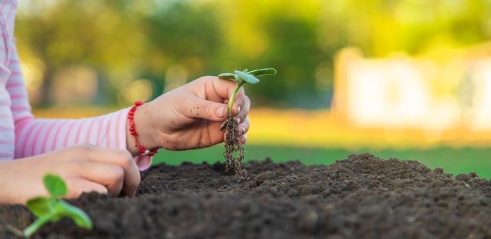 The child is planting a plant in the garden. Selective focus. Kid.