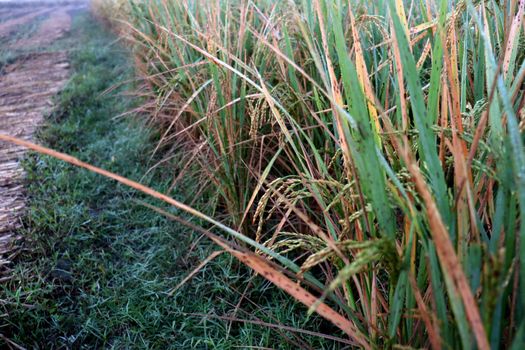 ripe paddy firm closeup for harvest on field