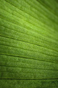 Close-up texture structure of a green leaf in macro mode. Shallow depth of field abstract background. botanical background.