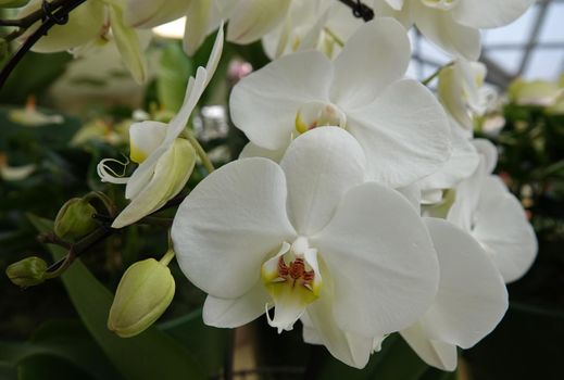 White Phalaenopsis or moth orchid. This plant has  long, coarse roots, short, leafy stems and long-lasting, flat flowers arranged in a flowering stem that often branches near the end. Seen in Keukenhof Gardens, Netherlands