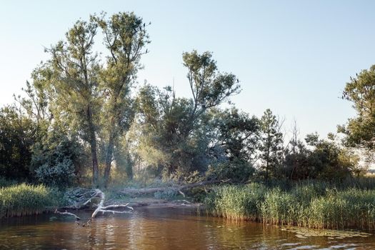 Cormorants sit on the branches of dry tall trees on the banks of the river in summer