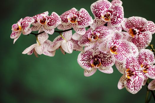 Pink blossoms of orchid, Phalaenopsis, close-up. Free space for text in the photo.