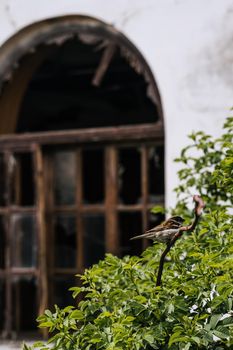 Destroyed cafe in the Sumy region. Russia's military invasion of Ukraine