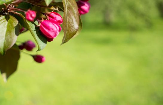 Abundance of pink blossoms densely covering apple tree branches of the background of the blue sky and green leafy trees.Apple tree flowering in a botanical garden.