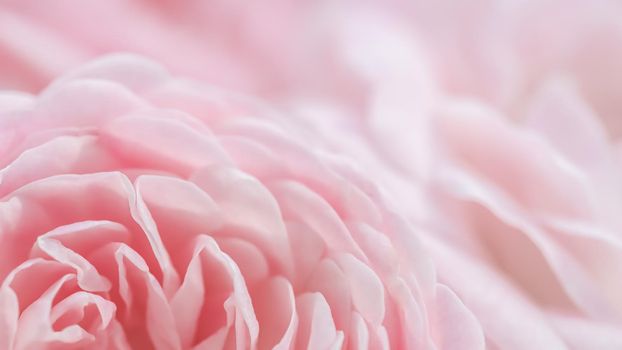 Soft focus, abstract floral background, pink rose flower. Macro flowers backdrop for holiday brand design