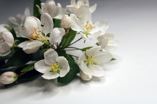 A bouquet of white flowers on a white background with empty space for the inscription. Background for postcards, posters..