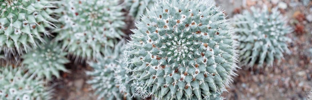 Echinocactus grusonii ,Golden Barrel Mother-in-law's cushion ,seat ,golden ball cactus .