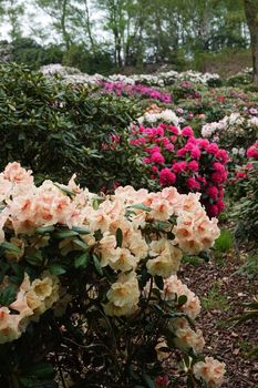 Different coloured Rhododendron bushes behind each other in a park in Lower Saxony, Germany