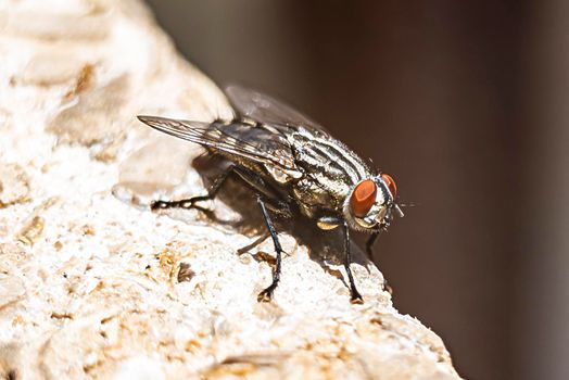 macro shot of fly. High quality photo