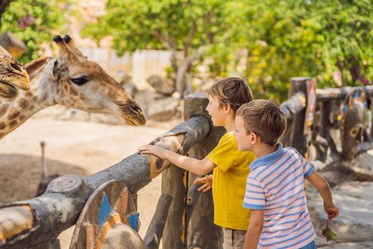 Happy boys watching and feeding giraffe in zoo. They having fun with animals safari park on warm summer day.