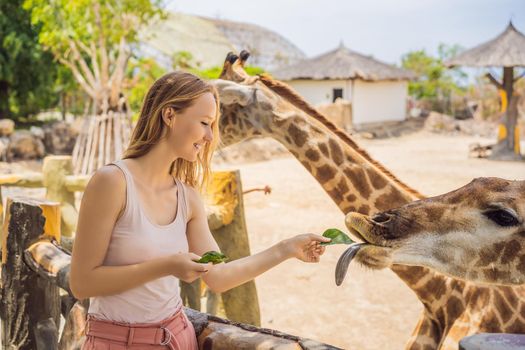 Happy woman watching and feeding giraffe in zoo. She having fun with animals safari park on warm summer day.