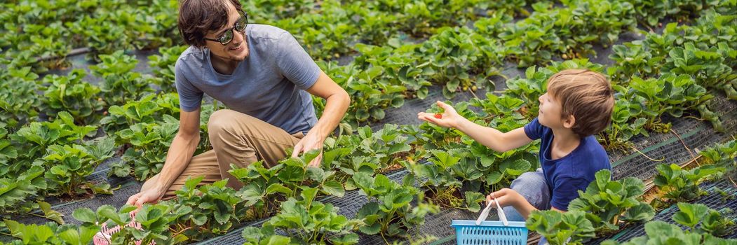 Father and son toddler boy on organic strawberry farm in summer, picking berries. BANNER, LONG FORMAT
