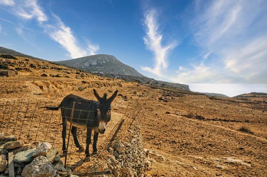 Alone donkey in the countryside of Folegandros island, Greece