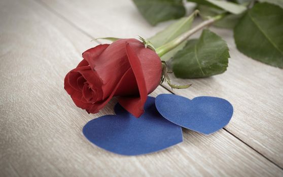 red rose and two blue hearts on a light wooden background. photo with copy space