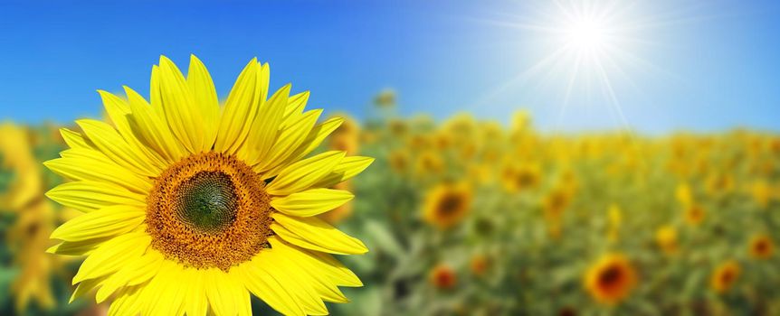 Close-up of fresh sunflower against clear blue sky