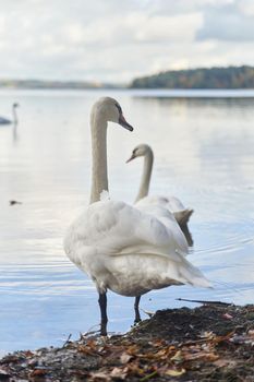 White swans swim in the lake. Kaliningrad region. High-quality photo