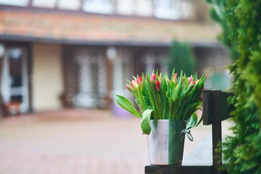 Bouquet of tulips in an iron bucket. Holiday. Gift. Natural flowers.