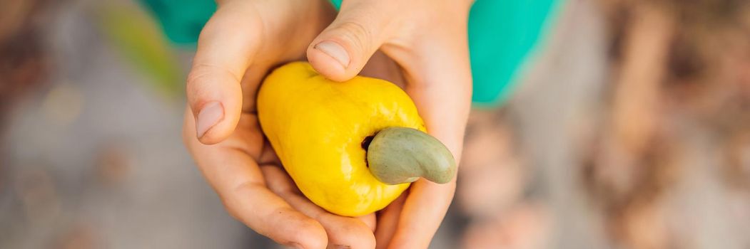 Hand harvesting Cashew fruit cashew apple in hand. BANNER, LONG FORMAT