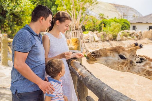 Happy mother, father and son watching and feeding giraffe in zoo. Happy family having fun with animals safari park on warm summer day.