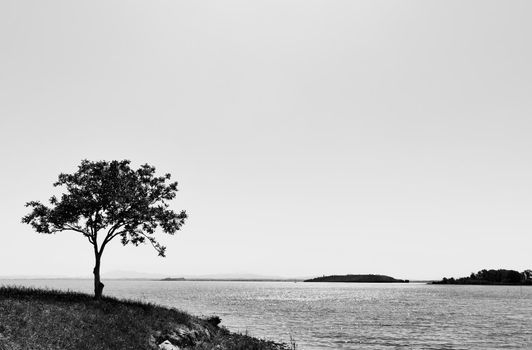 Part of lakeshore in Italy - Lake Trasimeno , with tree  in black and white , in the background coastline