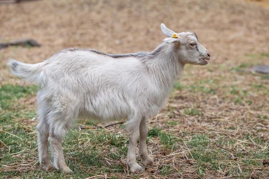 A small goat on the farm grazes and plays. Breeding goats and sheep. Housekeeping.