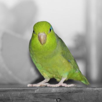 A green pacific parrotlet sitting on a wooden shelf. The background is made black and white so the green bird stands out