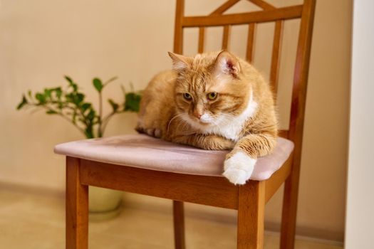 Big funny redhead resting lying on a chair at home